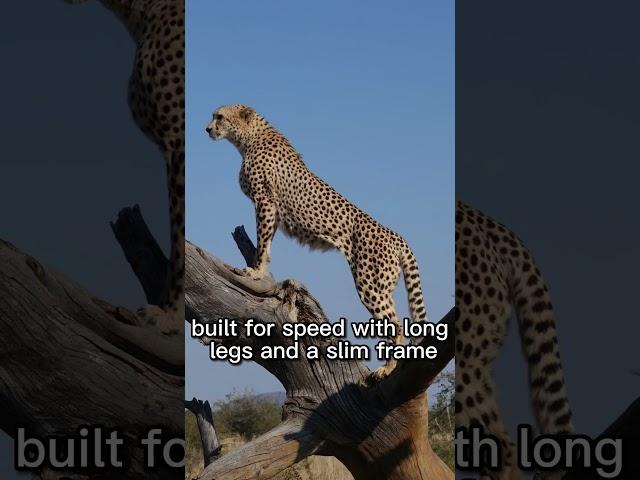 The Cheetah - The fastest Land Animal