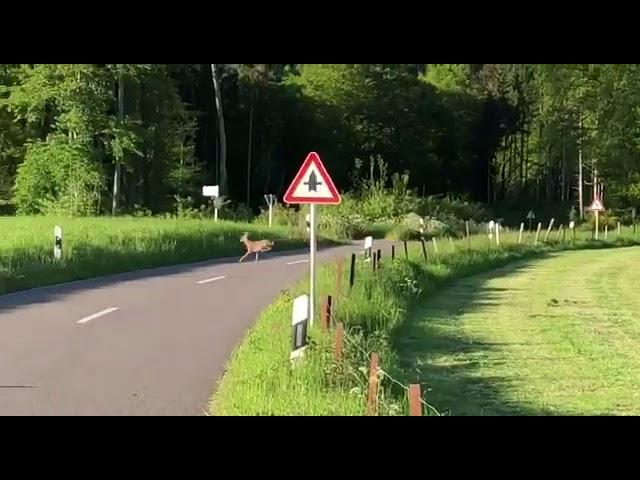 Wolf Jagd Reh in der Nähe von Hamburg.