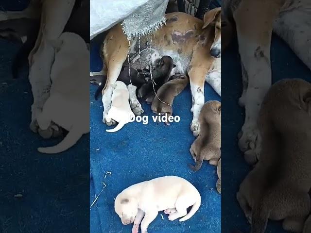 Dog video  #funny#tumitnecutekyunho #Rekha mahato