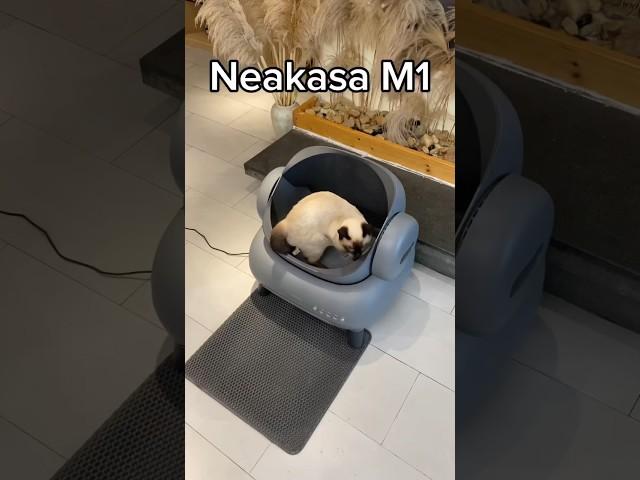 best litter box self cleaning Neakasa: #Smartcatlitterbox #Raisecat #cat #clean #pet #neakasa