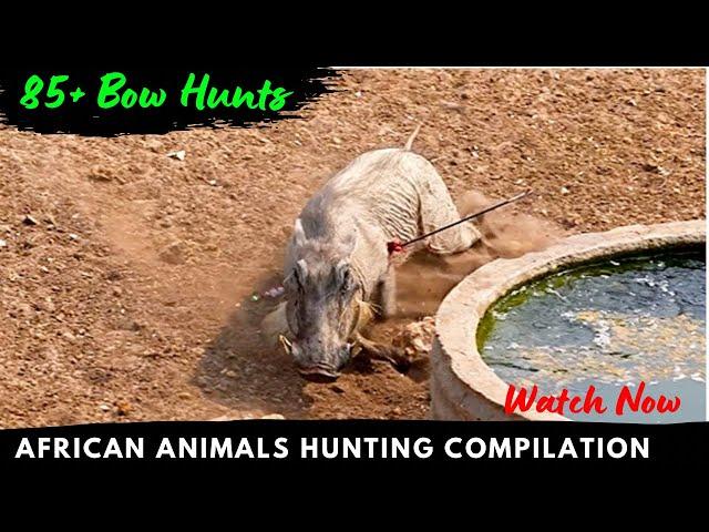 85+ Animals Down — Antelope’s , Lion, Giraffe *2023* (African Bow Hunting Compilation)