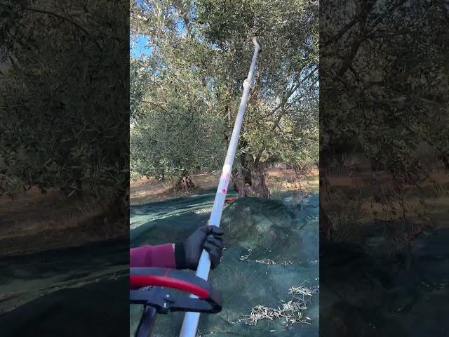 CIFARELLI SC605 #oliveharvest