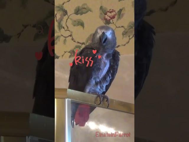 Don’t slip when you’re wet! #gimmiekiss #slipperywhenwet #einsteinparrot #africangreyparrots #shorts