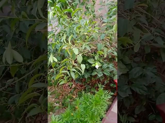 My mama's house garden.....#First video on you tube.