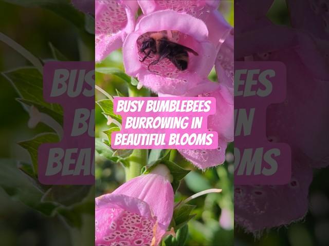 Busy Bumblebees Burrowing in Beautiful Blooms Digitalis purpurea Foxgloves #bee #garden #flowers