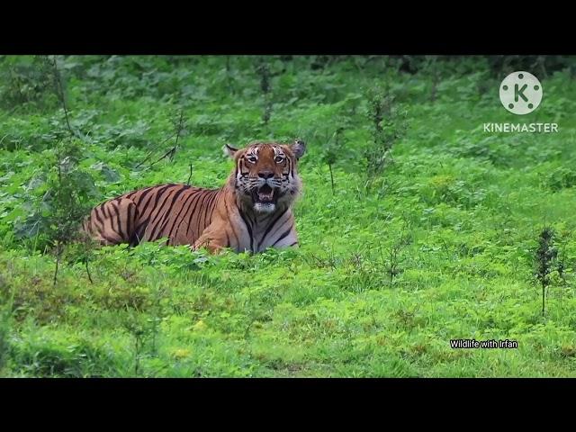 Male Tiger after feeding on Indian Gaur @ Bandipur Tiger Reserves.