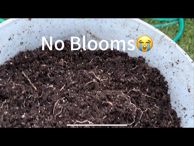 NEVER cover potted bulbs with straw | Here’s why