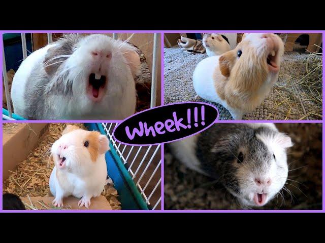 1 hour of guinea pig noises!