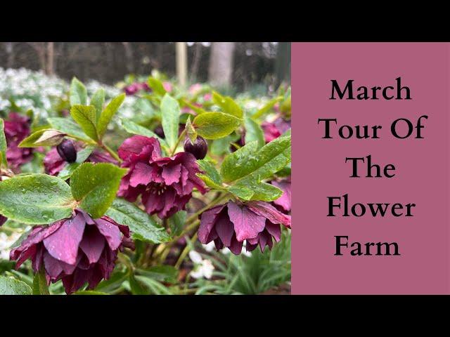 March Tour Of The Flower Farm | Cloudberry flowers