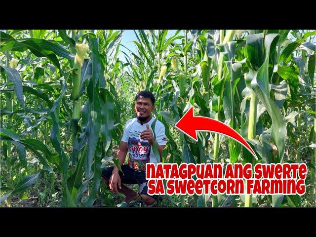 Dating Rice Farmer Kumikita ngayon ng 200k sa 1 Hektar Sweetcorn Farming