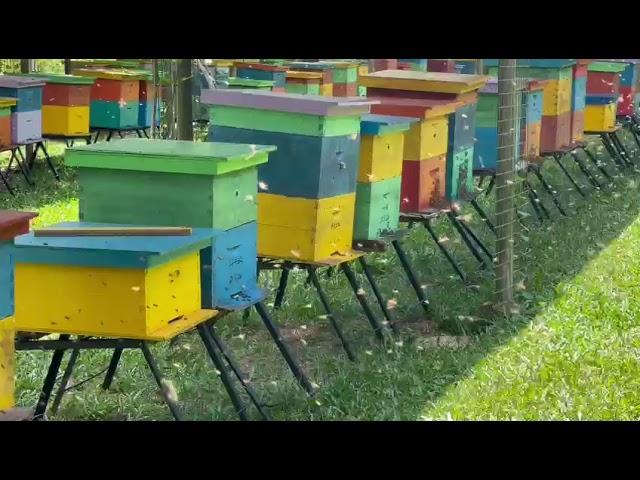 Busy Bees