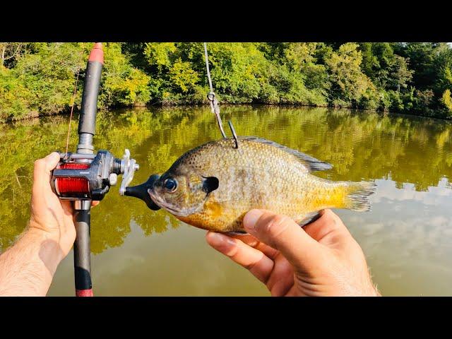 Big Cat BONANZA!!! The Live and Cut Bait Experiment | Catfishing for Money