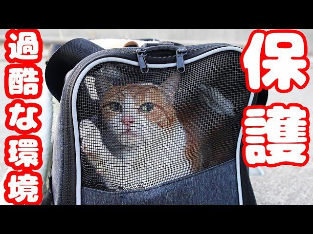 What is the trapping of stray cats in Japan?Impressed cat video.god bless!