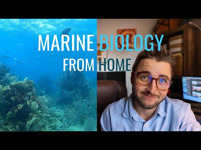 How to Become a Marine Biologist ONLINE // Creative Opportunities for Experience