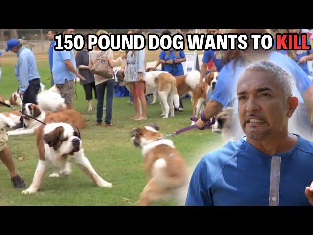 Investigating Why These Saint Bernards Are In Attack Mode | Cesar 911 Season 2, Ep.6 - Part 1