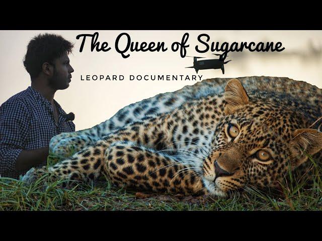 Leopards in Sugarcane farms | Documentary | Leopard in Pune city | Leopard attack on Dog