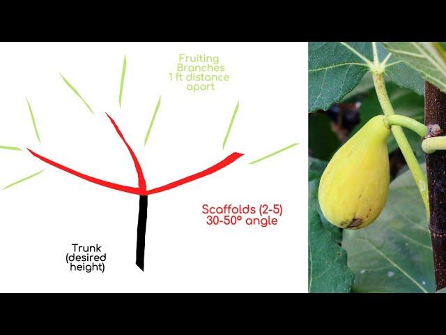 A Comprehensive Guide to Pruning Fig Trees | In Containers, Large in Ground trees, Young Trees & Old