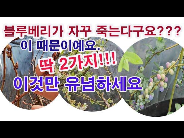 블루베리가 자꾸 죽는다구요? 딱  2가지!!! 이것만 유념하세요. 블루베리 재배, 블루베리 키우기, 블루베리 심기, 블루베리 선택, 블루베리 품종, 블루베리 용토, 블루베리 산도)