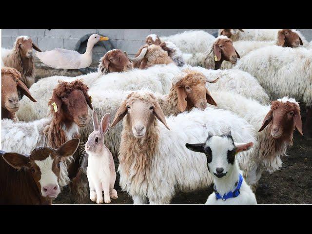 Cute Little Farm Animals , Sheep Sound , Rabbit , Cow Videos , Goat , Duck , Dog , Lambs