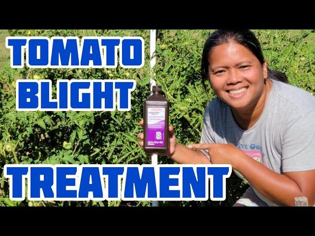 Tomato Blight Treatment That Works | The Chemistry of Hydrogen Peroxide