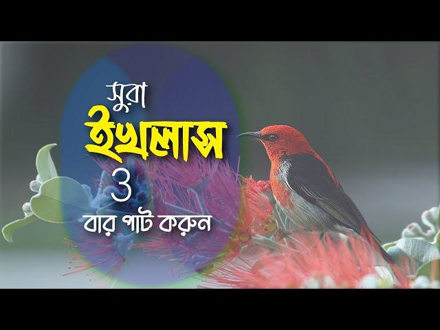 সূরা ইখলাস -সহি শুদ্ধ উচ্চারণ শিখুন বাংলা অর্থ সহকারে  ️ SURAH AL IKHLAAS️سورة الإخلاص