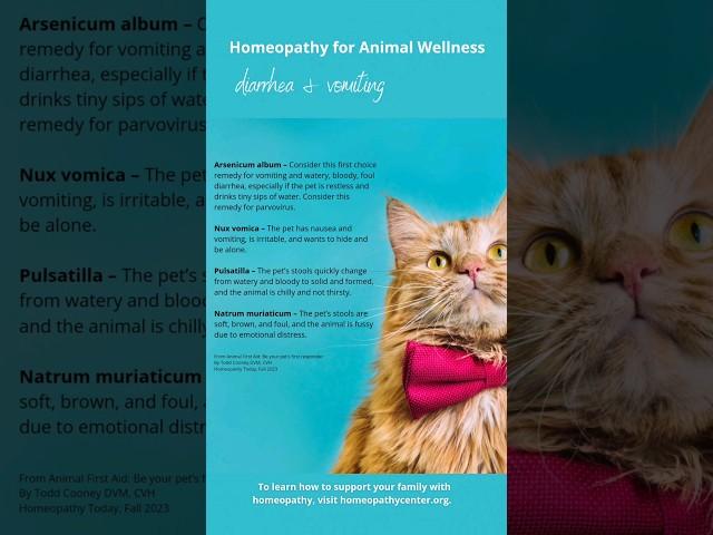 Diarrhea and vomiting can send pet owners into a frenzy! These remedies can help!