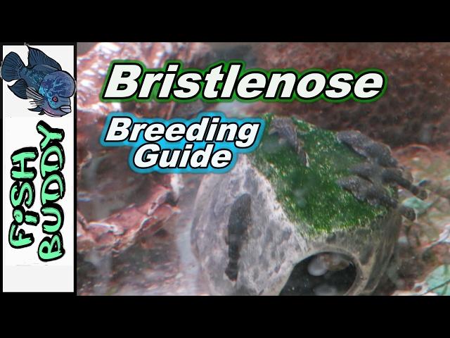 How to Breed Bristlenose Plecos