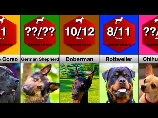 Comparison: Lifespan of Dog Breeds | How Long Will Your Dog Live?