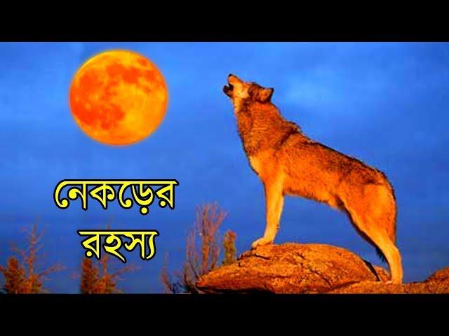 নেকড়ে সম্পর্কে শীর্ষ 10 মজার রহস্যময় ঘটনা | Top 10 Interesting Mysterious Fact about Wolf