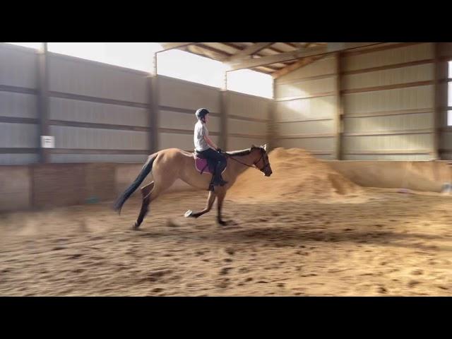 Elani - 6 year old , buckskin appendix mare ridden by a youth - August 25th, 2021