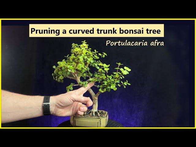 Pruning a curved trunk portulacaria afra bonsai tree / #bonsai #portulacariaafra