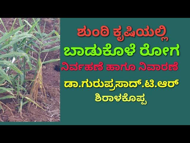 Ginger diseases information in Kannada / ಶುಂಠಿ ಬೆಳೆಯಲ್ಲಿ ಬಾಡುಕೊಳೆ ರೋಗದ ನಿಯಂತ್ರಣ