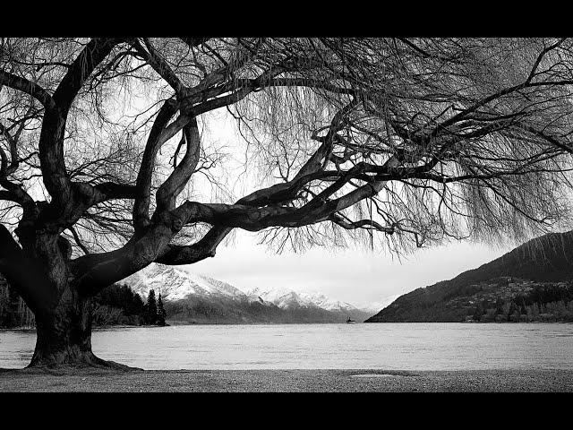 Emotion: Photographs of Trees | Thang Duc Nguyen Black & White Photography | TDN BW