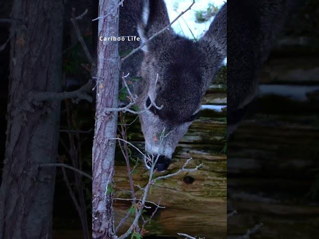 Getting close up to a Fawn