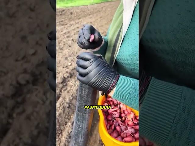 Гениальный лайфхак для посадки чеснока без усилий