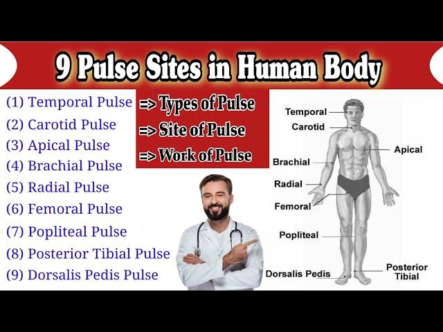 Pulse Site | Pulse Sites in Human Body