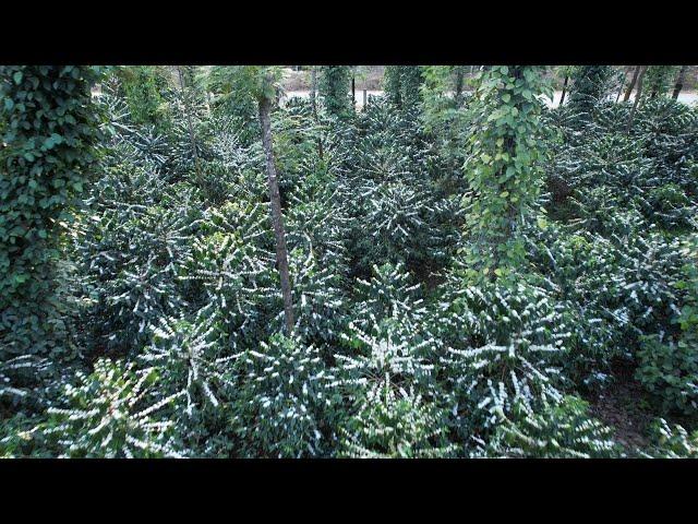 50 BAGS ARABICA PARCHMENT IN 1 ACRE| ITS NOT BRAZIL ITS INDIA (KARNATAKA)