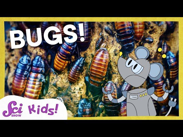 Respect the Insect! | SciShow Kids Compilation