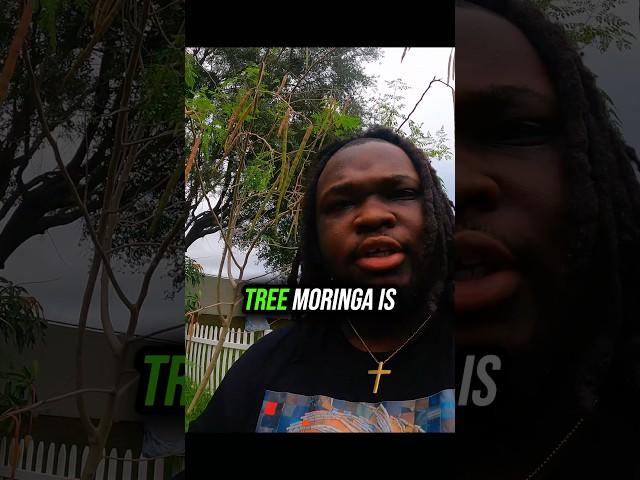 The Tree That Fights Hunger 