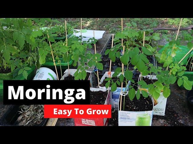 How to grow Moringa? The easy way!