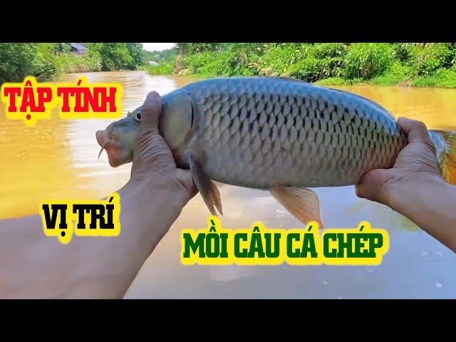 Tập tính, vị trí, mồi câu cá chép sông mùa hè l CẦN THỦ ĐẤT CẢNG