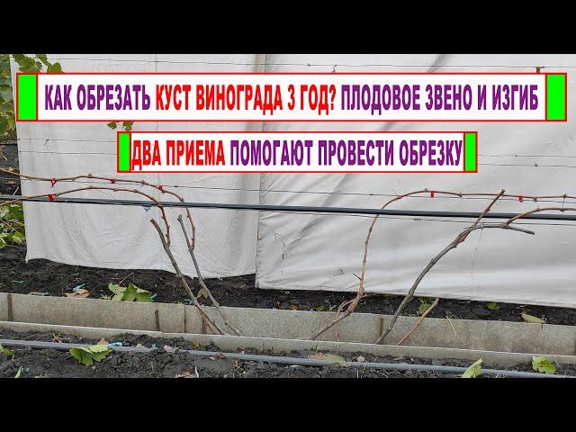  Обрезка ТРЕХЛЕТНЕГО ВИНОГРАДА! Формируем первые плодовые звенья и готовим страдательный изгиб лозы