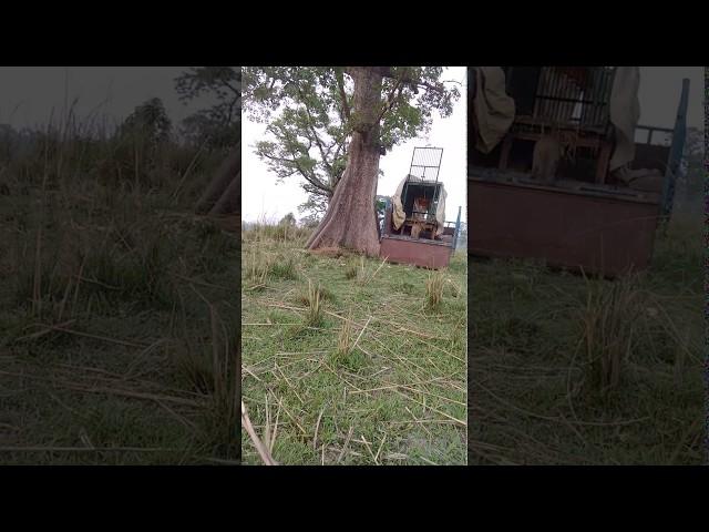 Leopard Release, Katerniaghat :: Terai Tiger Project