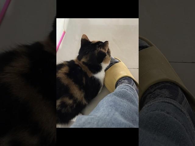 你的啃脚猫到了 ^V^ 笑哭  #cat #cute #funny #shorts