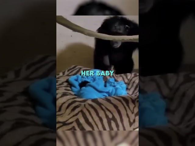 Chimp Mum thought she lost her baby ️