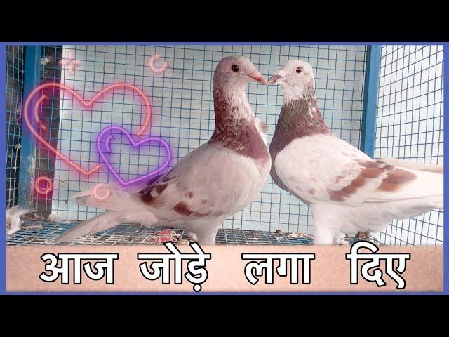 Aj Breeding Ke  Kabootar Laga Diye | X Fighter Birds