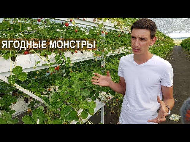 Овощи Кубани. Выращивание земляники садовой. Иван Малич. Рассказ о хозяйстве.