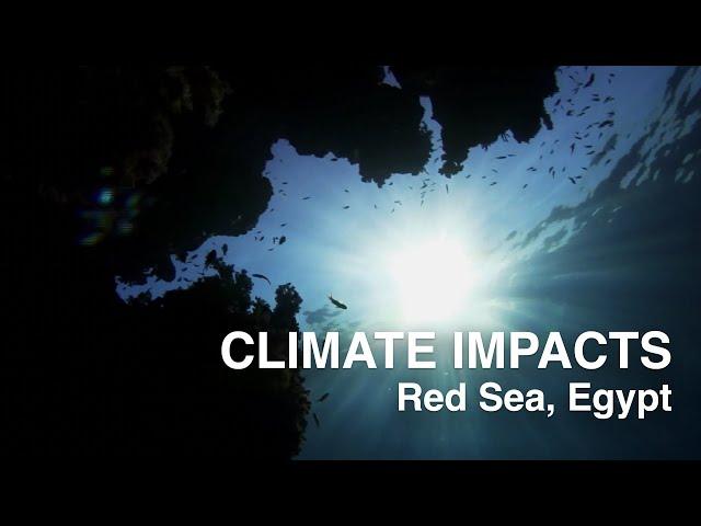 Climate change impacts in the Middle East & North Africa - Greenpeace MENA - Red Sea, Egypt