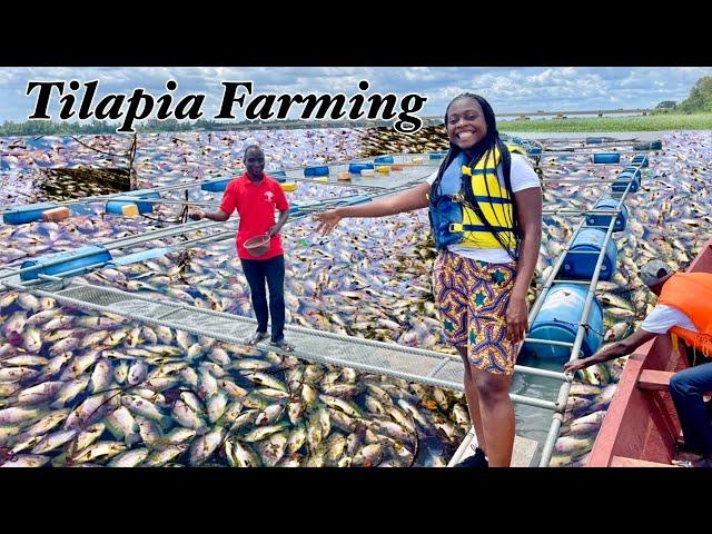 Tilapia Farming In Ghana’s Volta Lake|| Villa Awoyo Volta Region