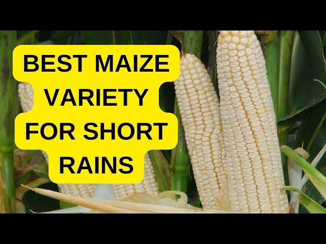 Best hybrid maize varieties to plant in October short rains in Kenya